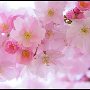 Meet your Posher, Chantel